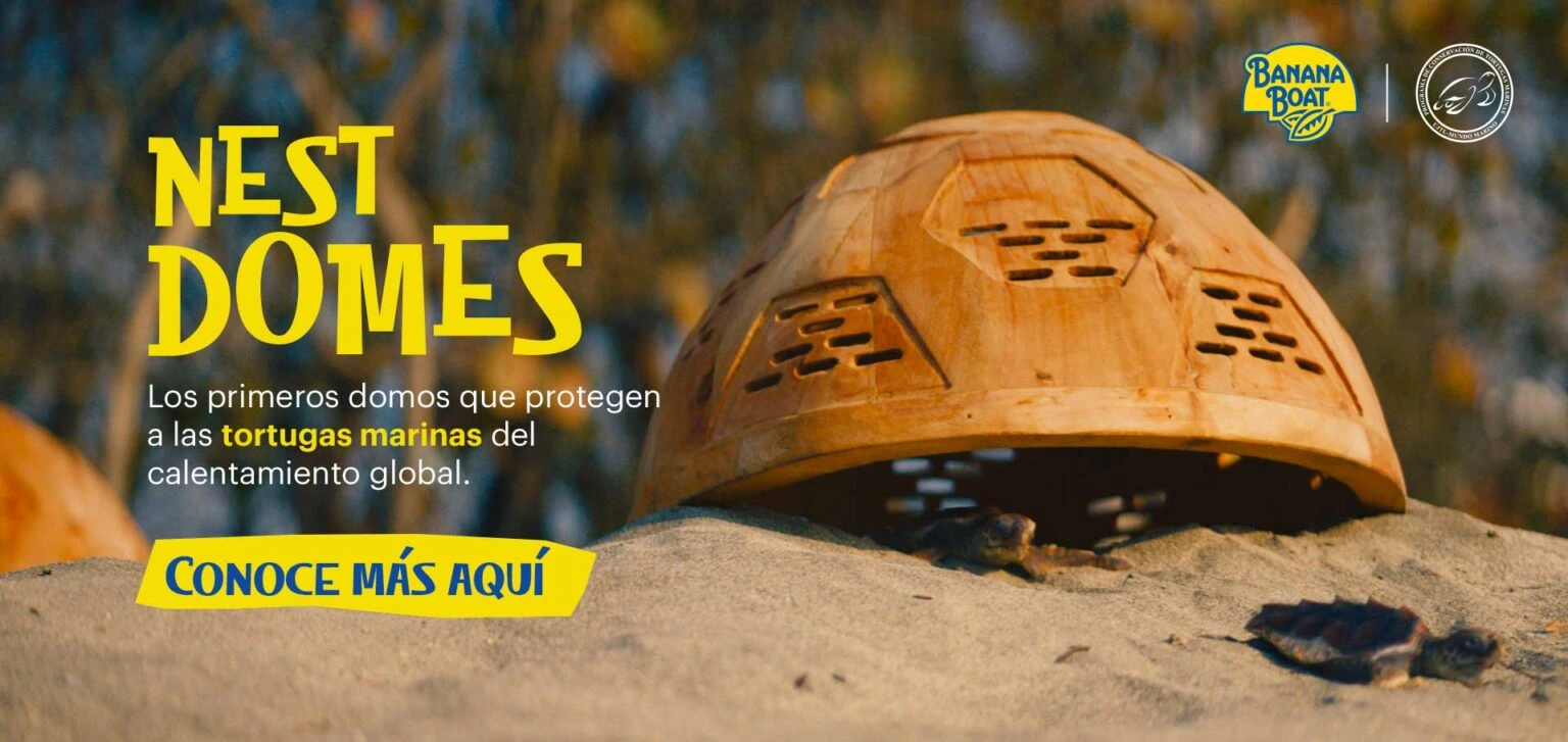Banana Boar ayuda a la protección de las tortugas marinas del calentamiento global